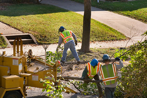 Tree Removal for Businesses in Atwater, MN